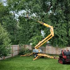 Best Tree Mulching  in Kittredge, CO