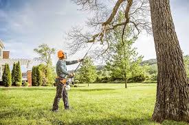 Best Tree Removal  in Kittredge, CO