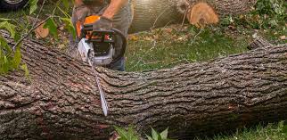 Professional Tree Care in Kittredge, CO