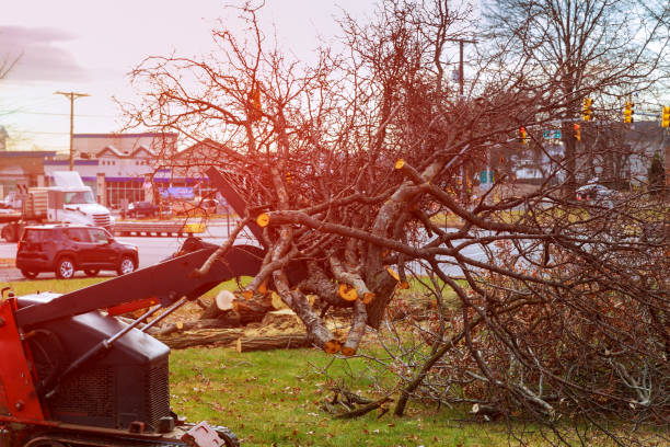 Best Fruit Tree Pruning  in Kittredge, CO