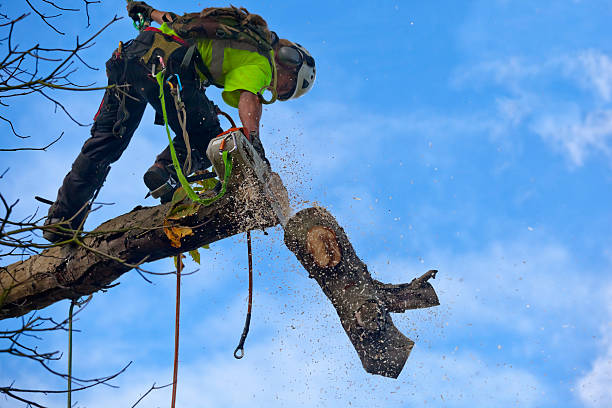 Kittredge, CO Tree Care Company