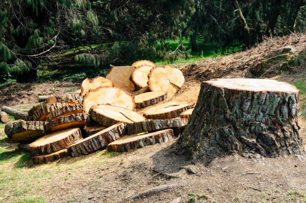 Best Hazardous Tree Removal  in Kittredge, CO